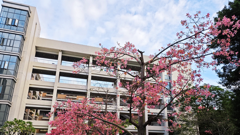 文件:博学楼 木棉花 2.webp