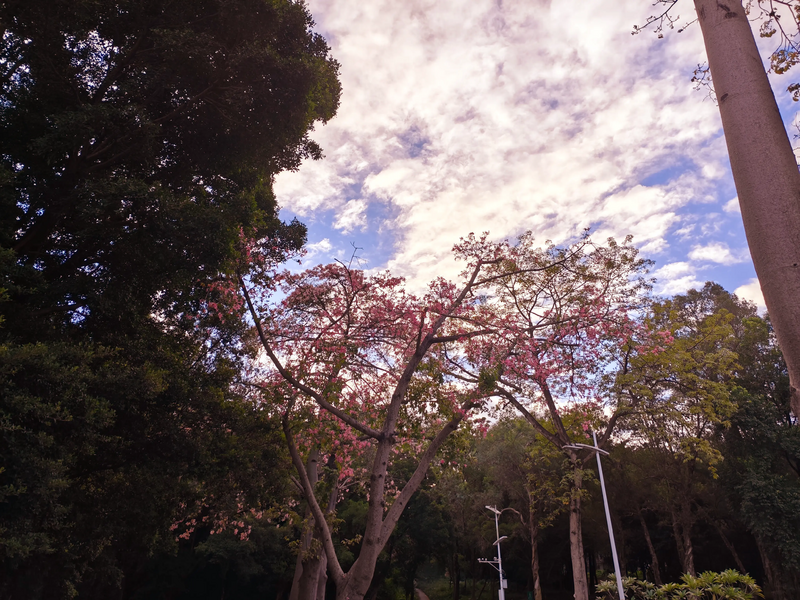 文件:博学楼 木棉花.webp